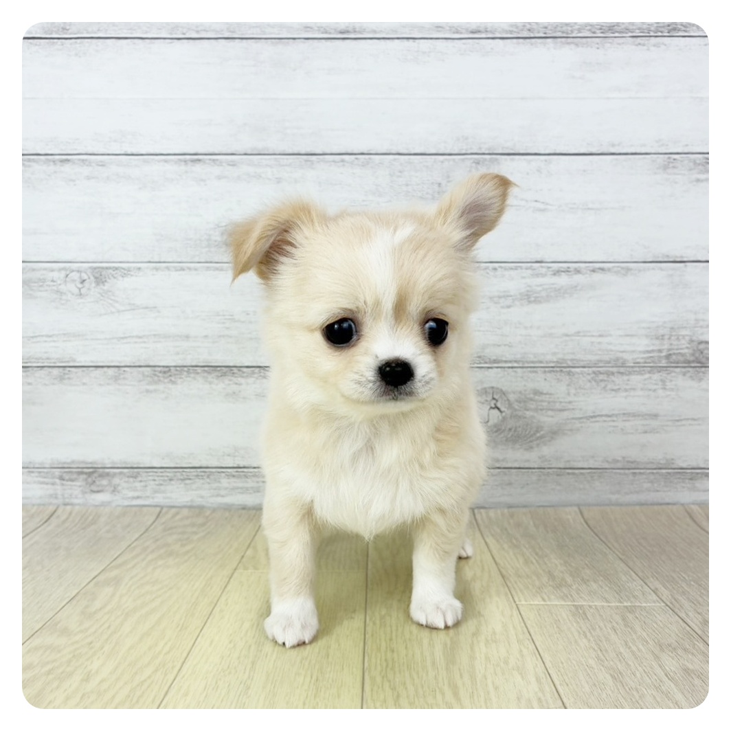 愛知県のチワワ(ロング) (犬の家＆猫の里エアポートウォーク店/2025年10月31日生まれ/女の子/クリームホワイト)の子犬