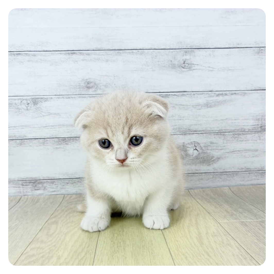 大阪府のスコティッシュフォールド (犬の家＆猫の里吹田店/2025年10月28日生まれ/男の子/クリームタビーホワイト)の子猫