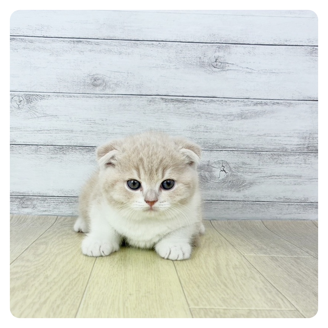 岡山県のスコティッシュフォールド (犬の家＆猫の里倉敷店/2025年10月28日生まれ/男の子/クリームタビーホワイト)の子猫