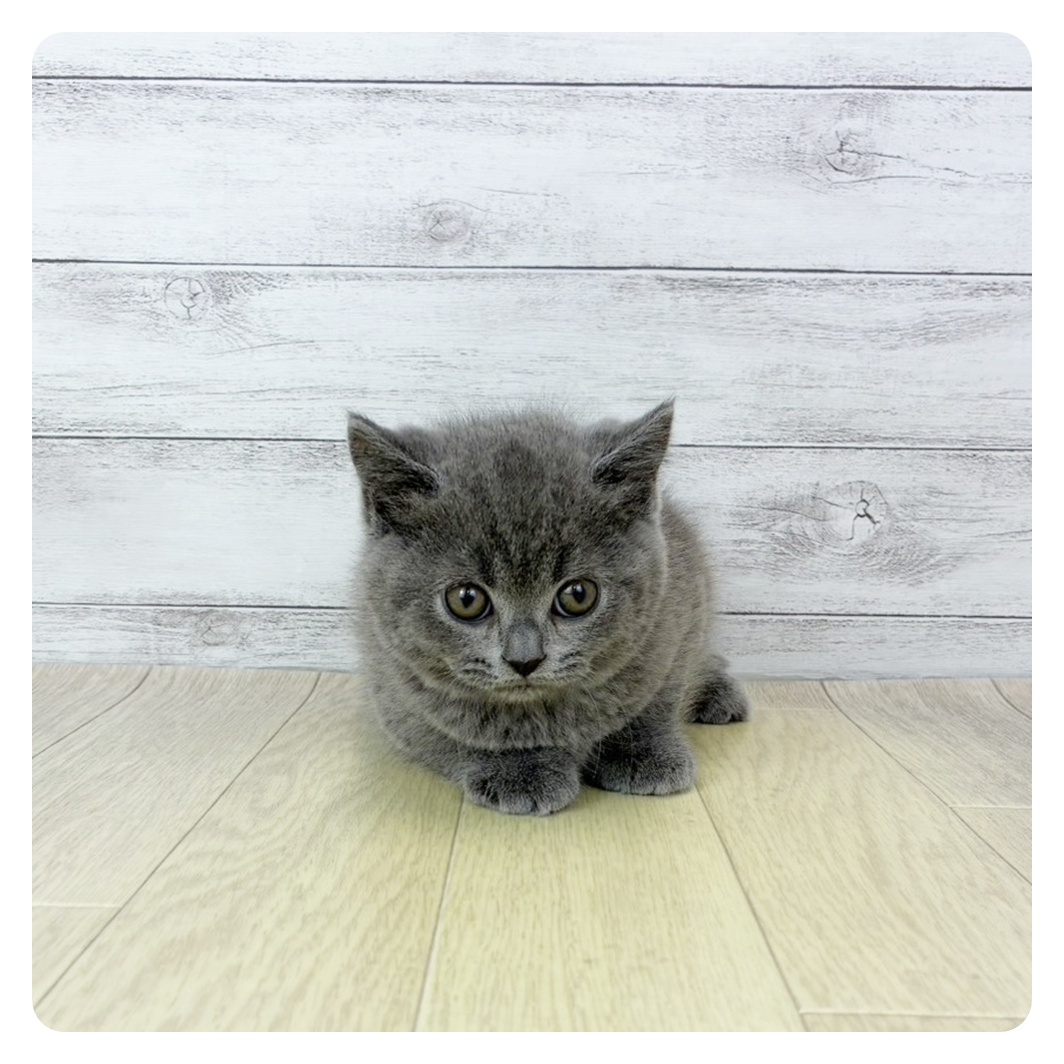 兵庫県のスコティッシュフォールド (犬の家＆猫の里ゆめタウン姫路店/2025年10月28日生まれ/男の子/ブルー)の子猫