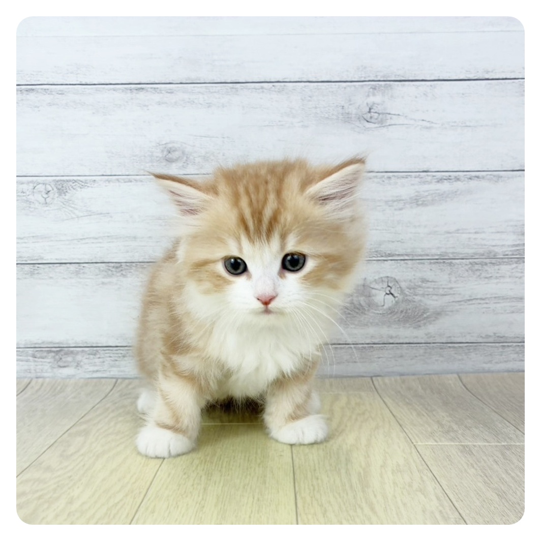 愛知県のサイベリアン (犬の家＆猫の里エアポートウォーク店/2025年10月24日生まれ/男の子/レッドタビーホワイト)の子猫