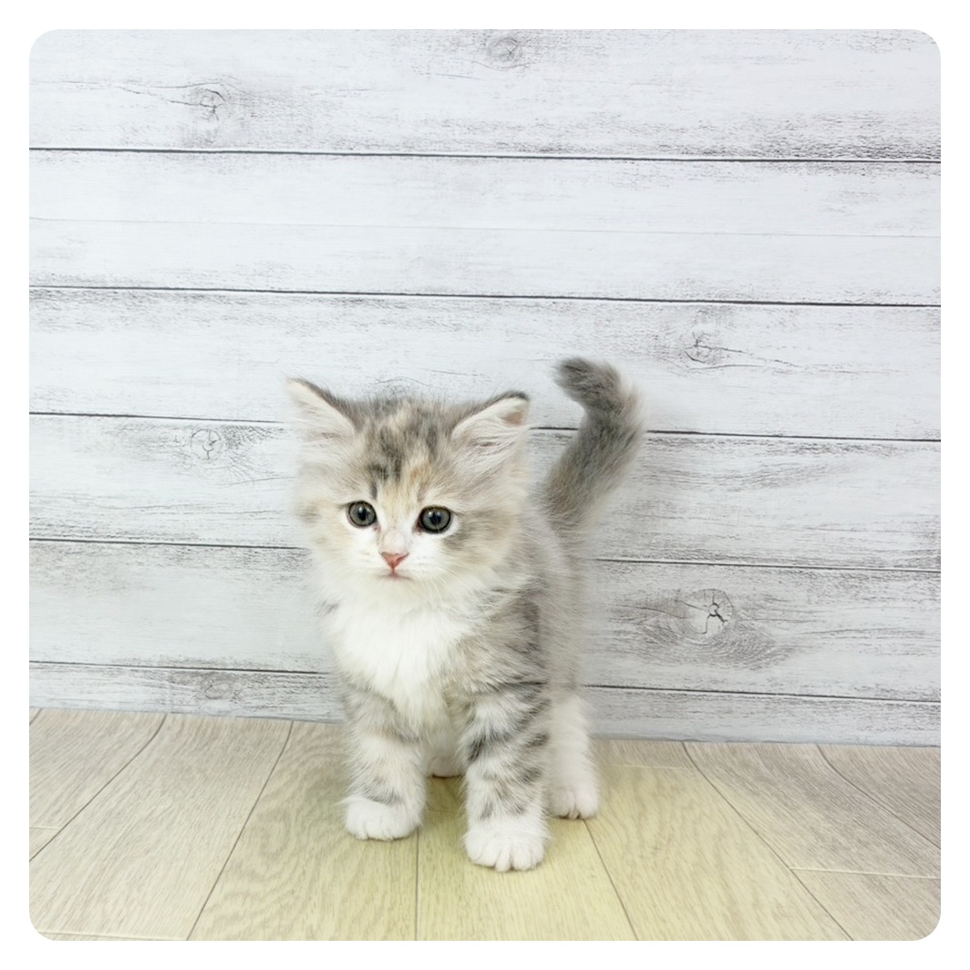 大阪府のサイベリアン (犬の家＆猫の里もりのみやキューズモールBASE店/2025年10月24日生まれ/女の子/ブルーパッチドタビーホワイト)の子猫の2枚目の画像