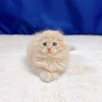 愛知県のスコティッシュフォールド (犬の家＆猫の里一宮店/2025年10月29日生まれ/男の子/クリームタビー)の子猫の1枚目の画像