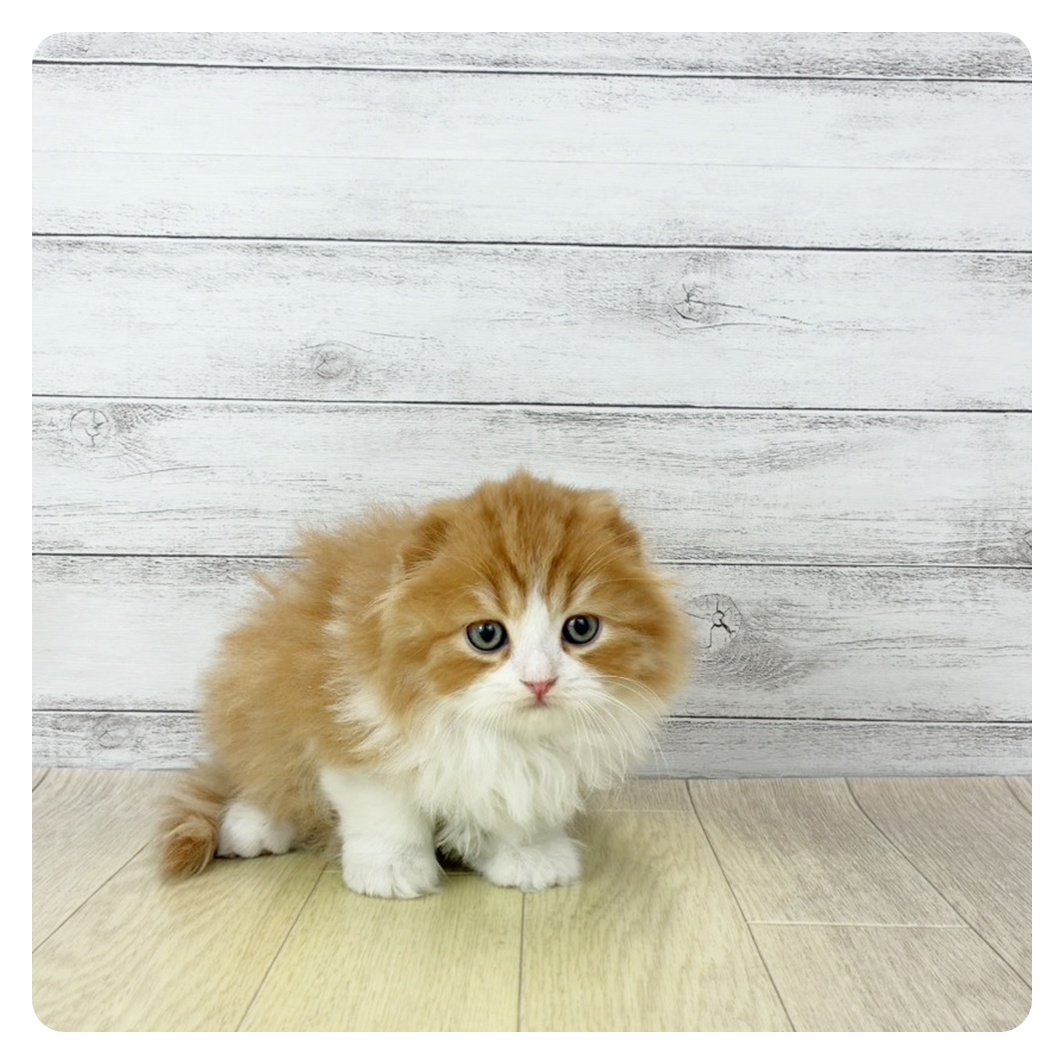 岡山県のスコティッシュフォールド (犬の家＆猫の里倉敷店/2025年10月29日生まれ/男の子/レッドタビーホワイト)の子猫