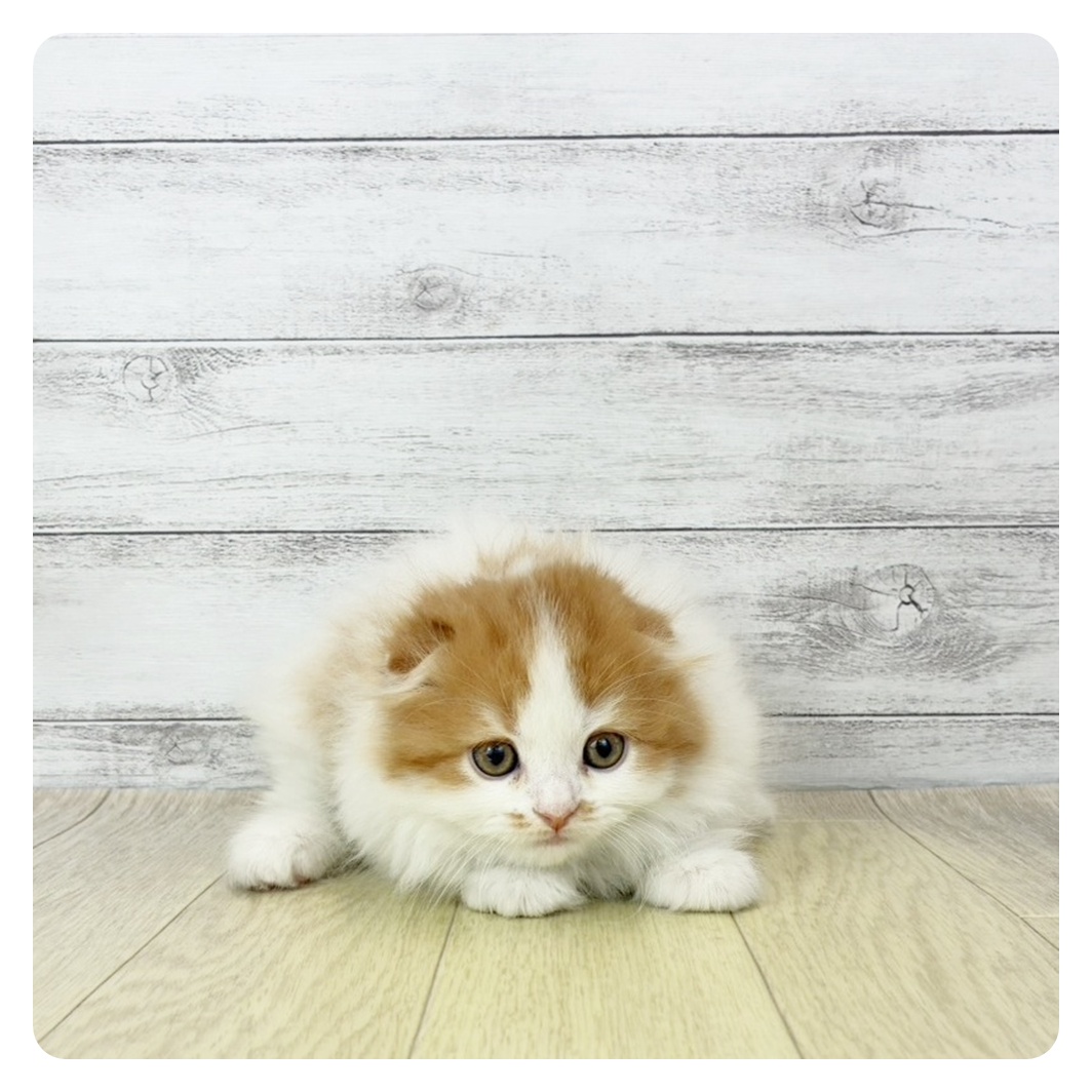 愛知県のスコティッシュフォールド (犬の家＆猫の里エアポートウォーク店/2025年10月29日生まれ/女の子/レッドタビーホワイト)の子猫