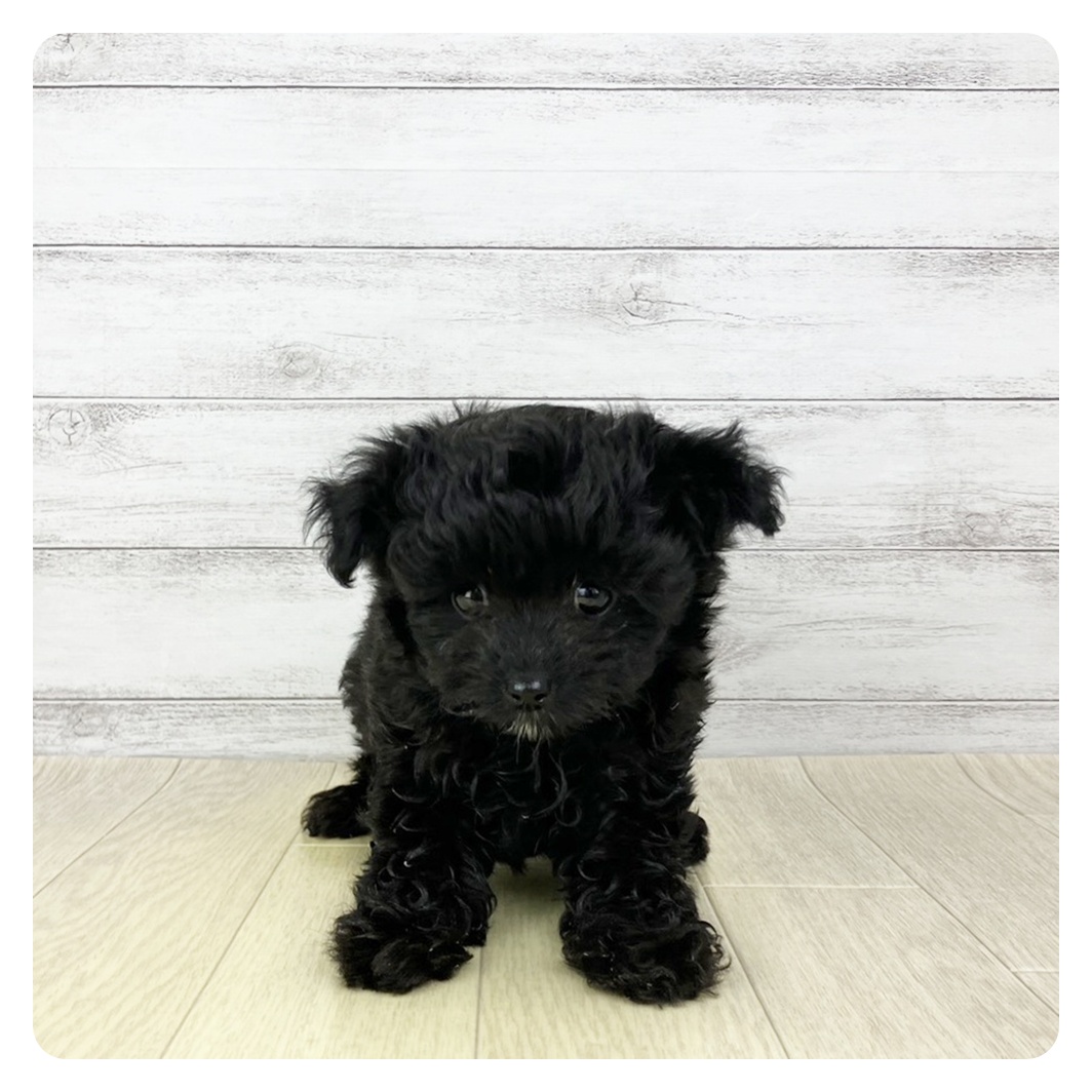 兵庫県のチワプー/プーチー(チワワ×プードル) (犬の家＆猫の里ゆめタウン姫路店/2025年10月26日生まれ/女の子/ブラック)の子犬