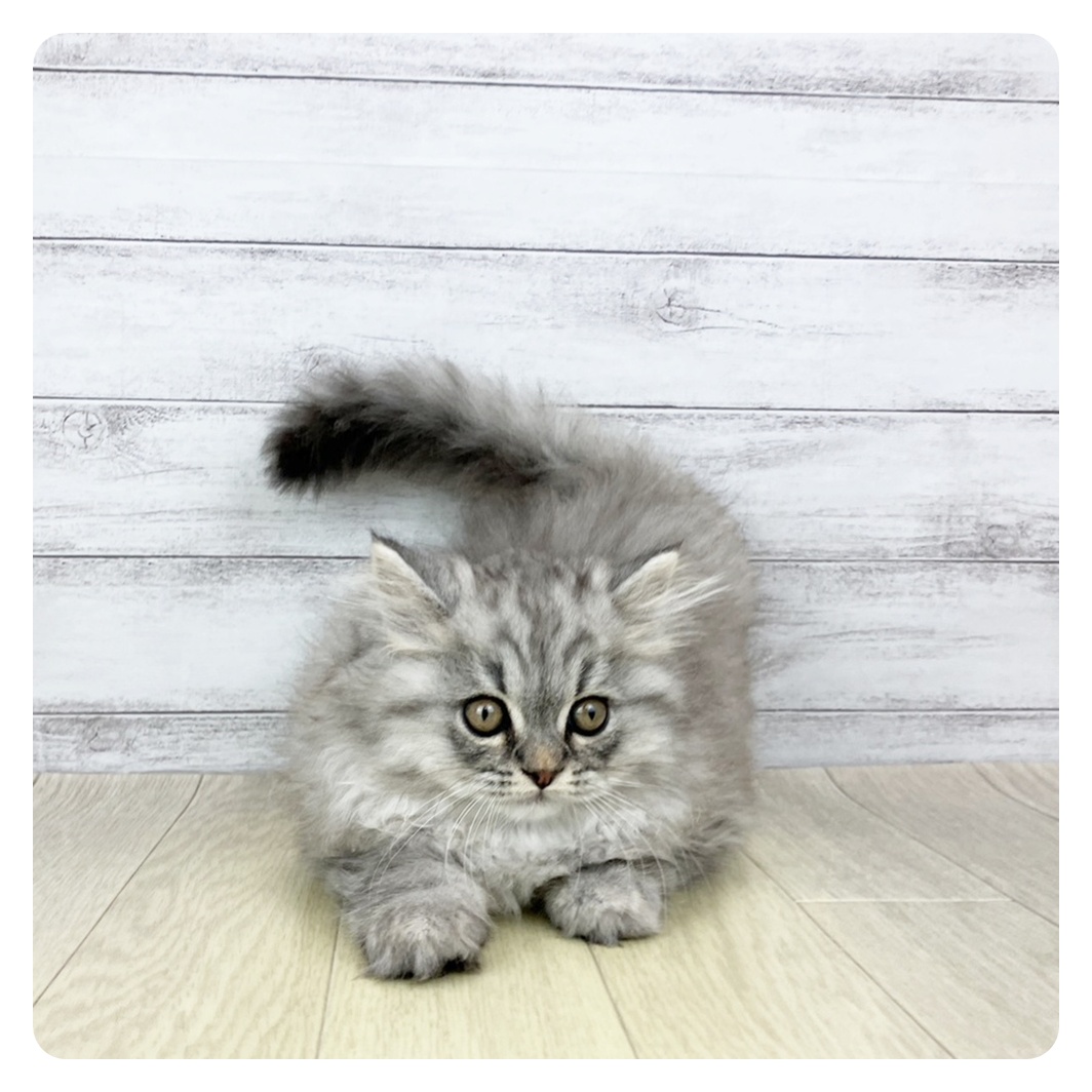 愛知県のスコティッシュストレート (犬の家＆猫の里MiO香久山店/2025年10月30日生まれ/男の子/シルバータビー)の子猫