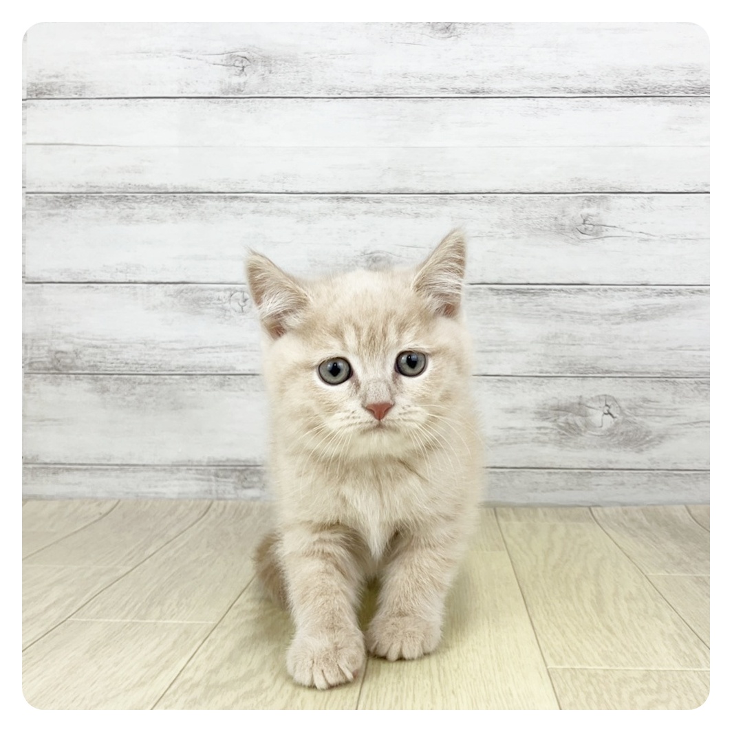 岡山県のスコティッシュストレート (犬の家＆猫の里倉敷店/2025年11月1日生まれ/男の子/クリームタビー)の子猫