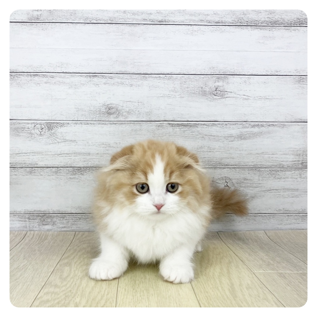 岐阜県のスコティッシュフォールド (犬の家＆猫の里中津川店/2025年11月1日生まれ/男の子/レッドタビーホワイト)の子猫
