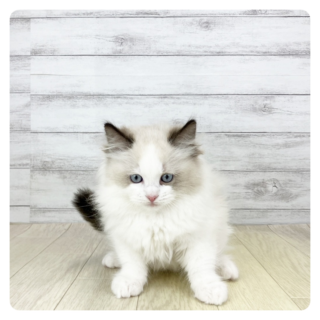 岐阜県のラグドール (犬の家＆猫の里中津川店/2025年11月1日生まれ/男の子/シールポイントバイカラー)の子猫