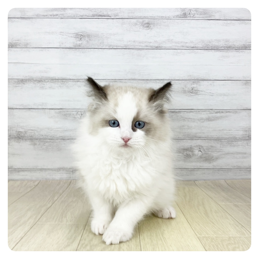 大阪府のラグドール (犬の家＆猫の里そよら東岸和田店/2025年11月1日生まれ/男の子/シールポイントバイカラー)の子猫