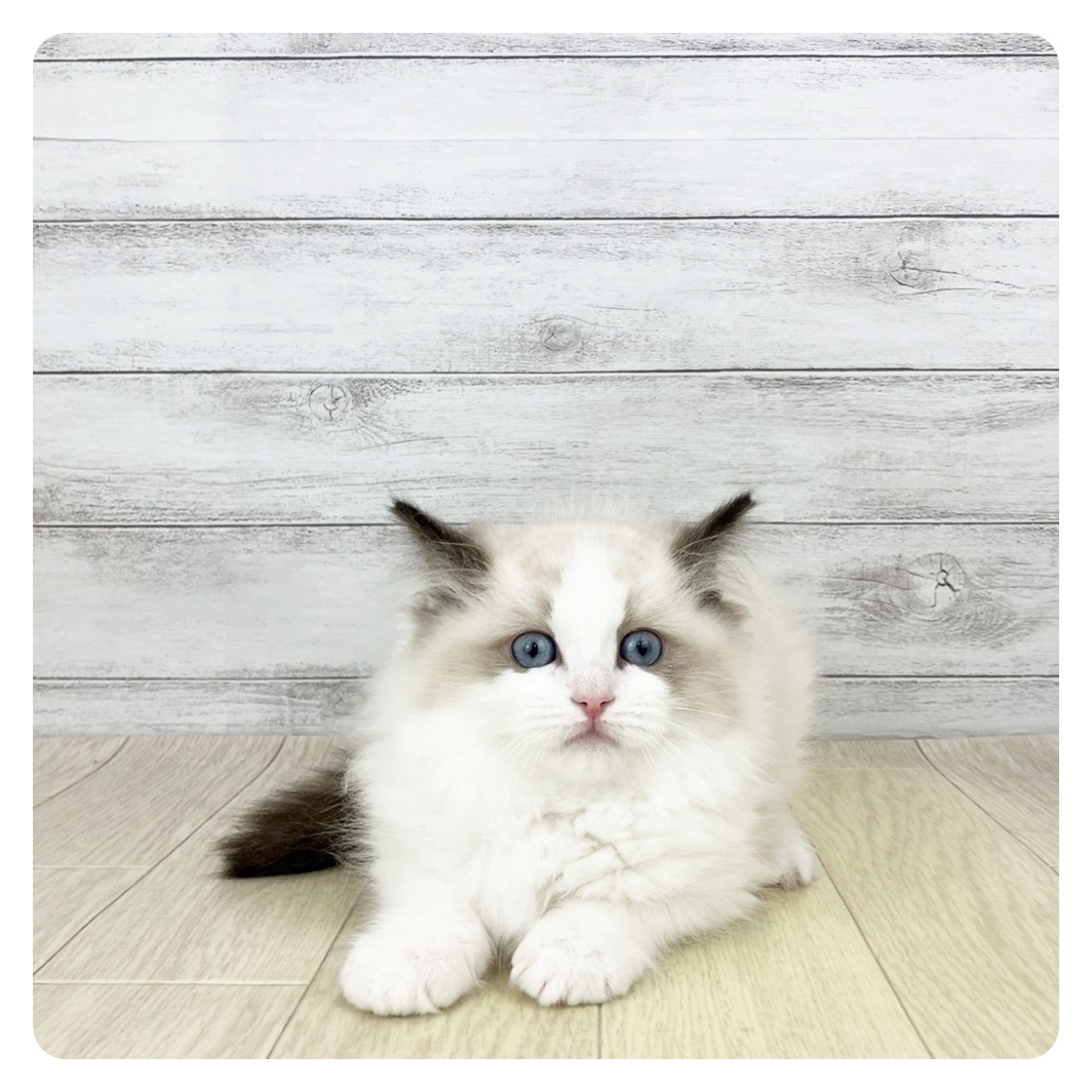 兵庫県のラグドール (犬の家＆猫の里神戸店/2025年11月1日生まれ/女の子/シールポイントバイカラー)の子猫