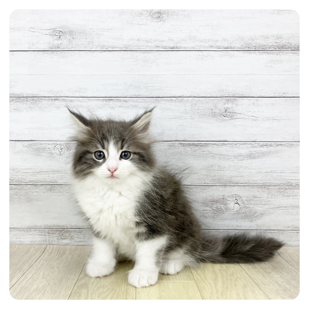 岡山県のノルウェージャンフォレストキャット (犬の家＆猫の里岡山店/2025年10月29日生まれ/女の子/ブルータビーホワイト)の子猫