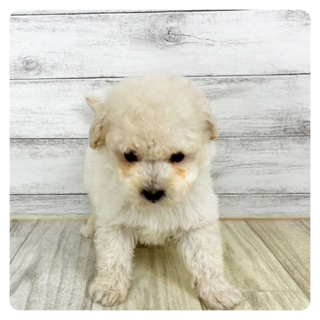兵庫県のトイプードル(ティーカップ) (犬の家＆猫の里川西店/2025年10月30日生まれ/男の子/ペールフォーン)の子犬