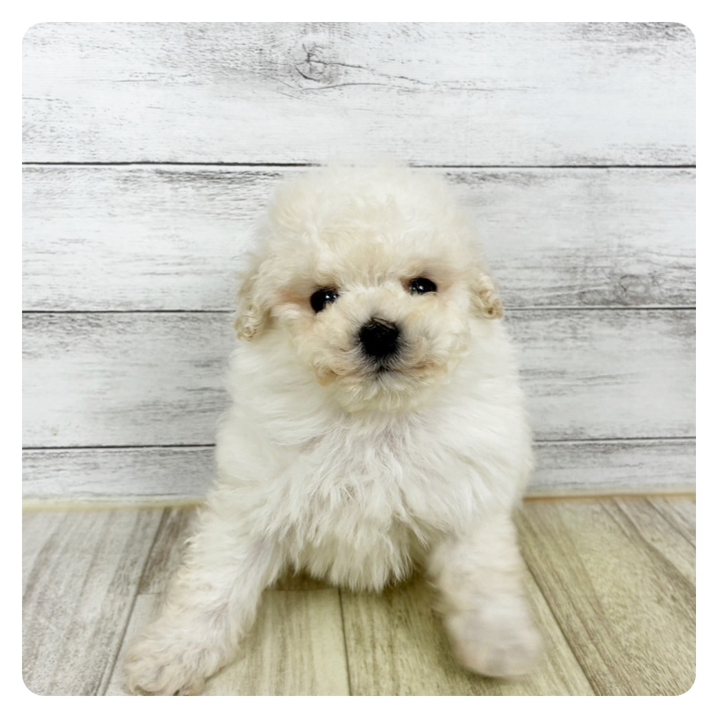 兵庫県のトイプードル(ティーカップ) (犬の家＆猫の里川西店/2025年10月30日生まれ/男の子/ペールフォーン)の子犬