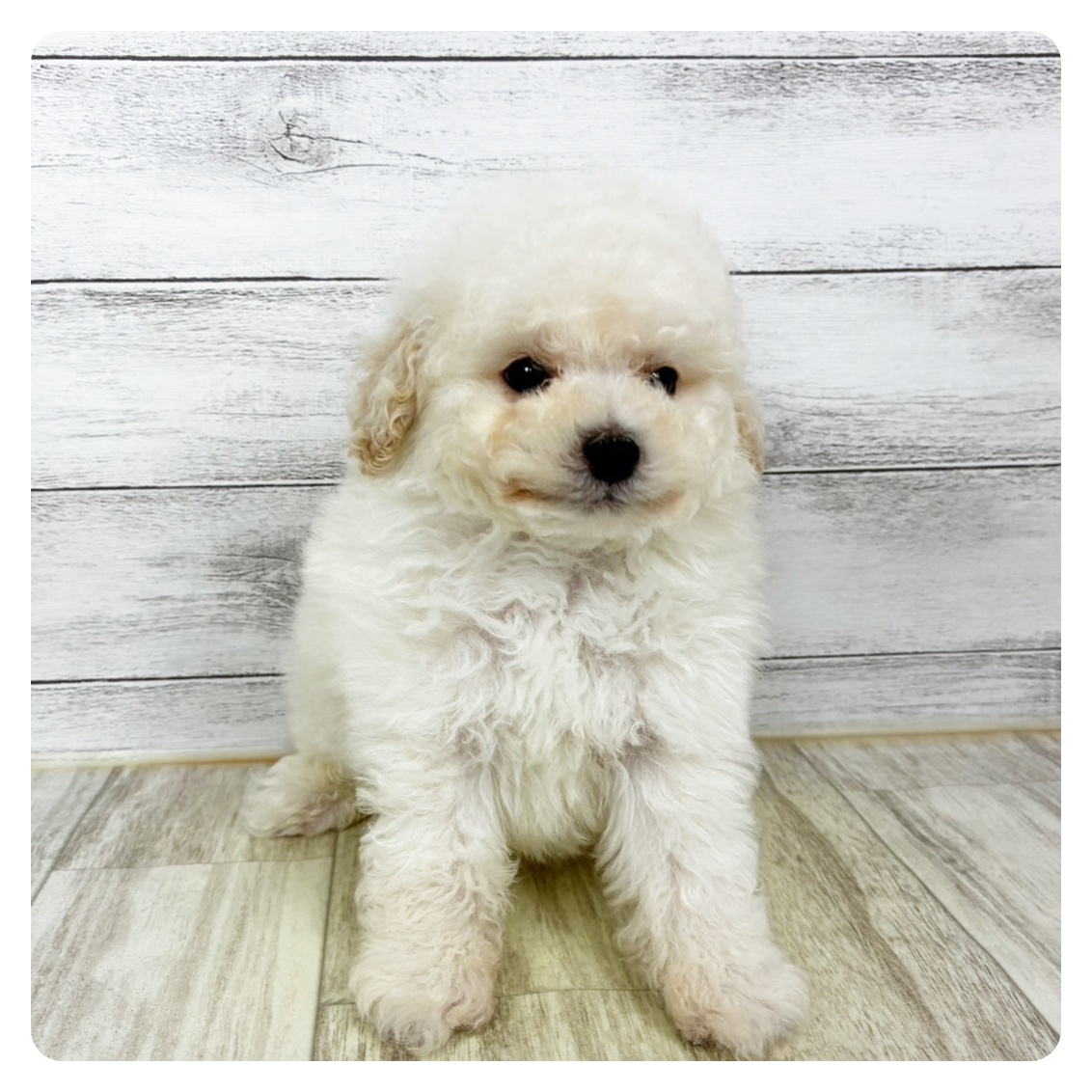 滋賀県のトイプードル(トイ) (犬の家＆猫の里長浜店/2025年10月30日生まれ/男の子/ペールフォーン)の子犬