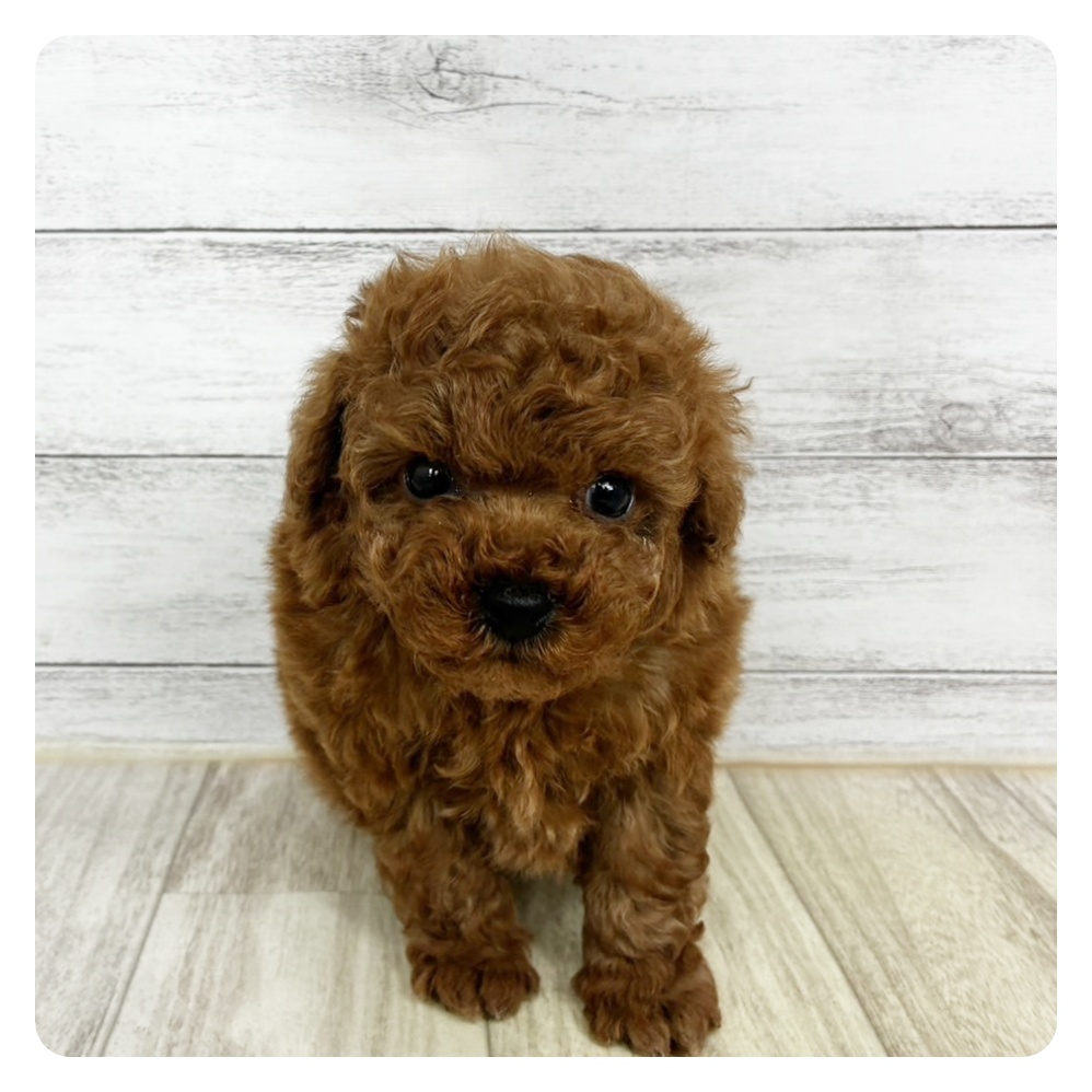 兵庫県のトイプードル(トイ) (犬の家＆猫の里川西店/2025年10月31日生まれ/男の子/レッドフォーン)の子犬