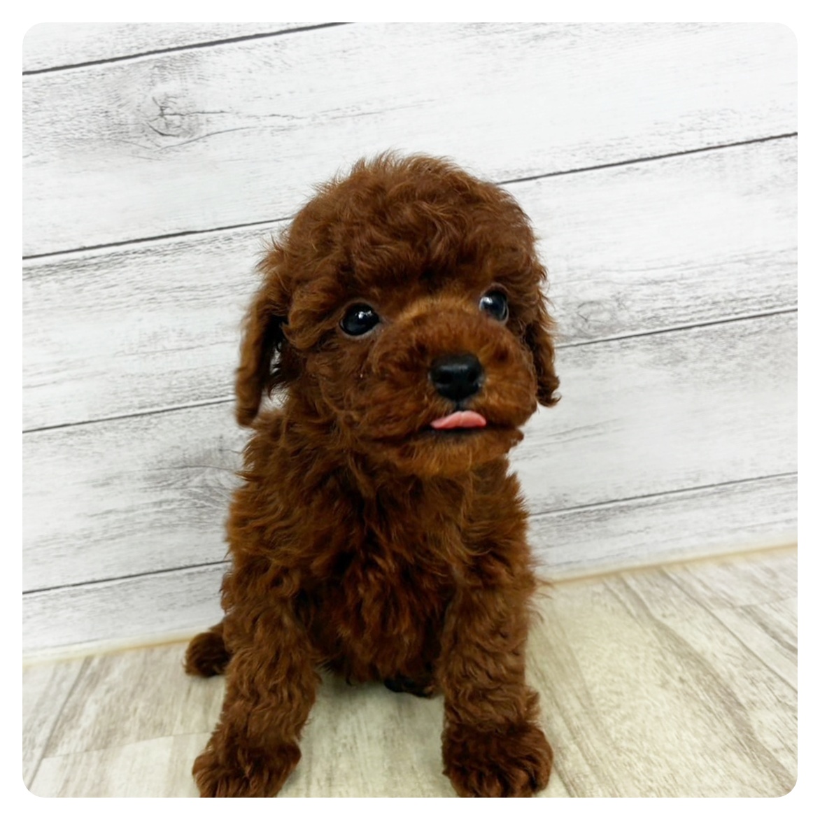 兵庫県のトイプードル(タイニー) (犬の家＆猫の里川西店/2025年10月30日生まれ/男の子/レッドフォーン)の子犬