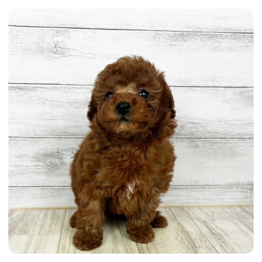 兵庫県のトイプードル(トイ) (犬の家＆猫の里尼崎店/2025年10月30日生まれ/男の子/レッドフォーン)の子犬