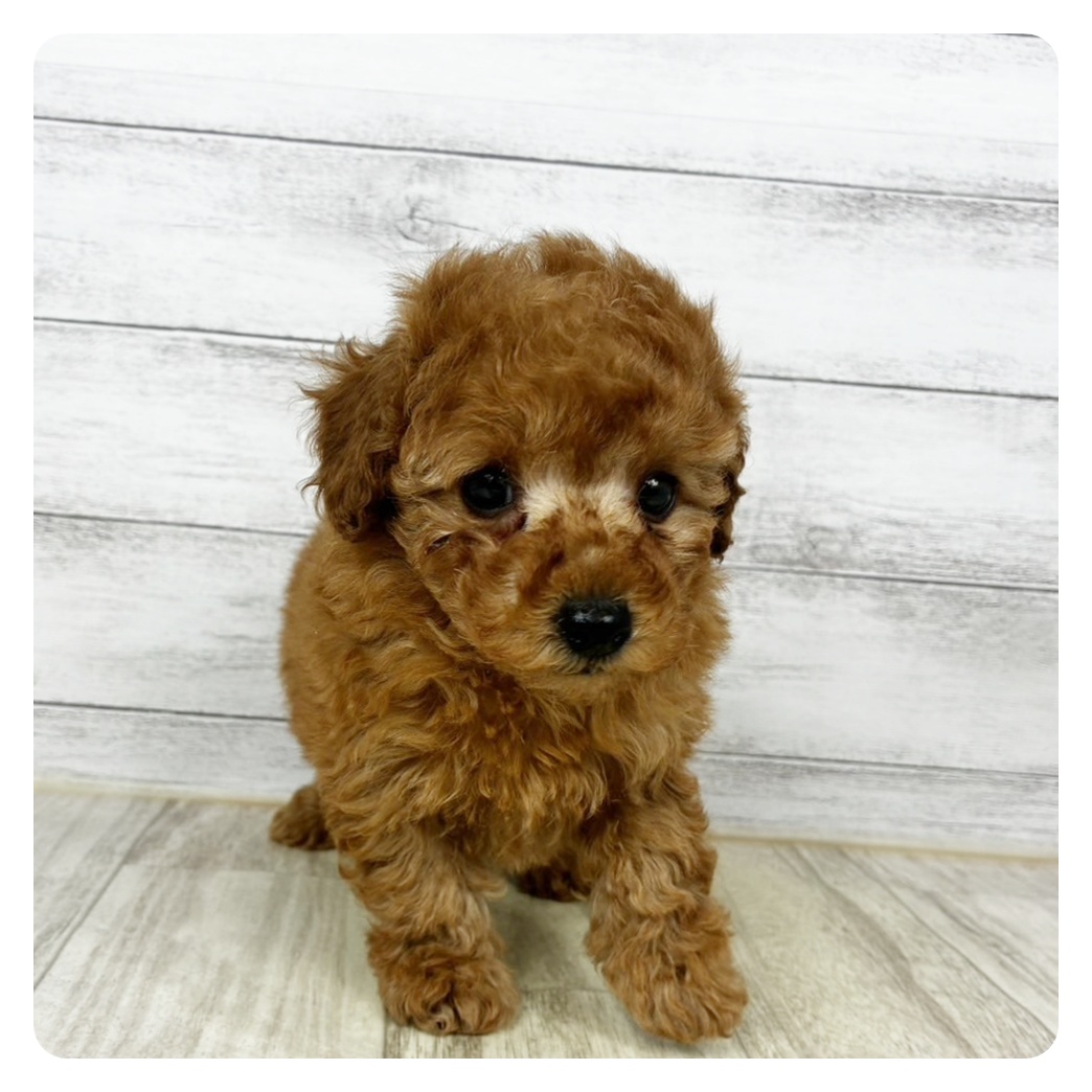 兵庫県のトイプードル(タイニー) (犬の家＆猫の里神戸店/2025年10月30日生まれ/男の子/オレンジフォーン)の子犬