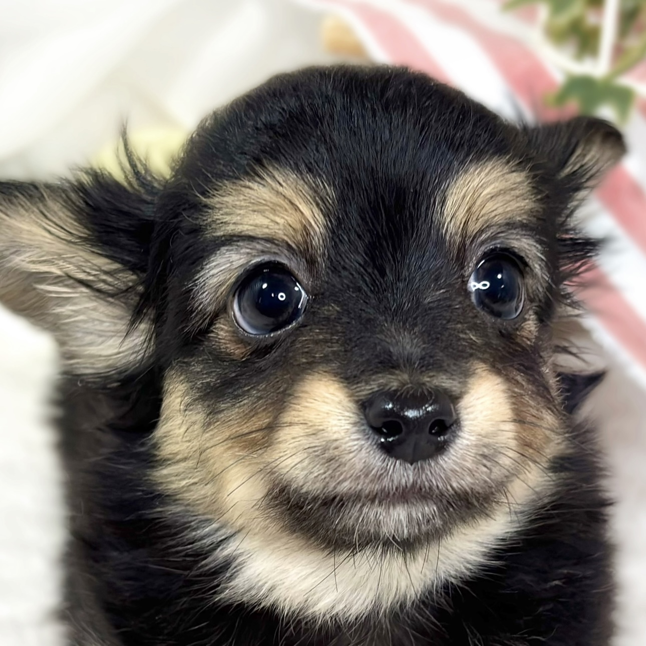 愛知県のチワックス(チワワ×ダックス) (犬の家＆猫の里春日井本店/2025年10月8日生まれ/女の子/ブラックタン)の子犬