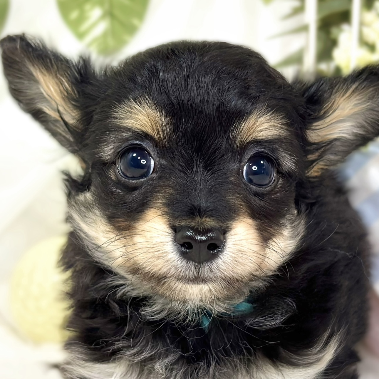 愛知県のチワックス(チワワ×ダックス) (犬の家＆猫の里春日井本店/2025年10月8日生まれ/女の子/ブラックタン)の子犬