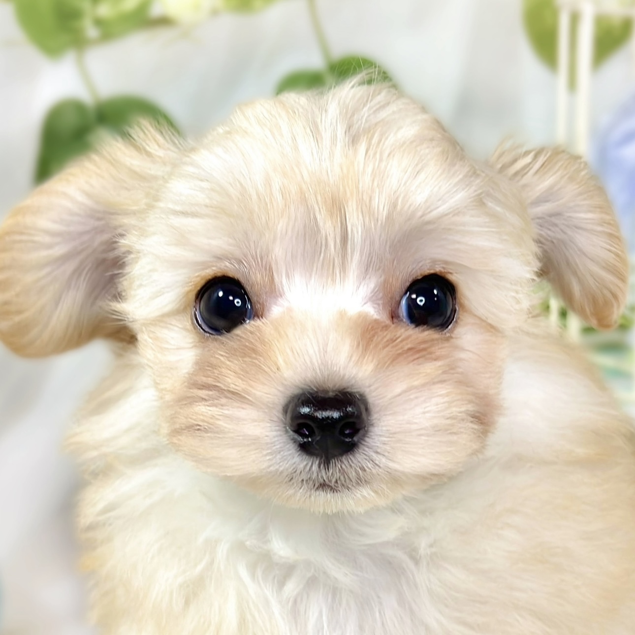 愛知県のチワプー/プーチー(チワワ×プードル) (犬の家＆猫の里豊川インター店/2025年10月28日生まれ/男の子/クリーム)の子犬