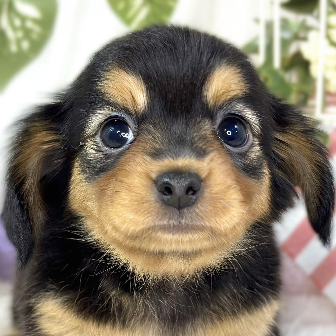 岐阜県のチワックス(チワワ×ダックス) (犬の家＆猫の里カラフルタウン岐阜店/2025年10月29日生まれ/女の子/ブラックタン)の子犬の1枚目の画像