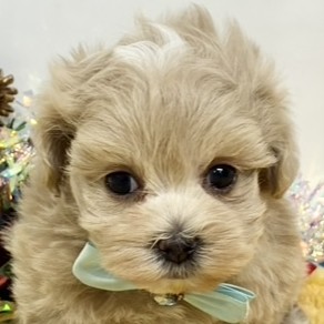 大阪府のマルプー(マルチーズ×プードル) (犬の家＆猫の里もりのみやキューズモールBASE店/2025年10月31日生まれ/男の子/クリームホワイト)の子犬