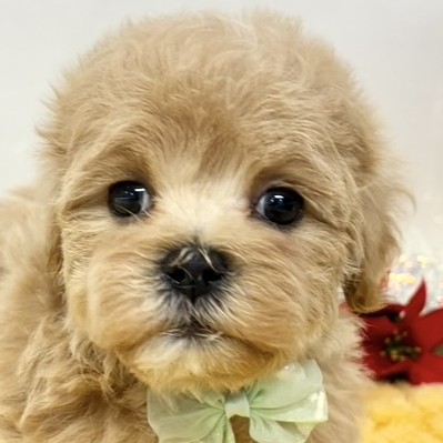 兵庫県のマルプー(マルチーズ×プードル) (犬の家＆猫の里ニッケパークタウン加古川店/2025年10月31日生まれ/男の子/アプリコットホワイト)の子犬