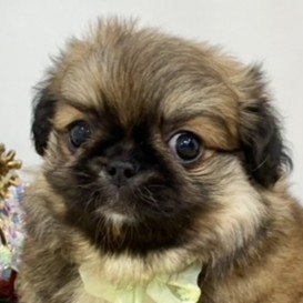 兵庫県のチワペキ/ペキチー/ペキチワ(チワワ×ペキニーズ) (犬の家＆猫の里カナート西神戸店/2025年10月31日生まれ/男の子/フォーン)の子犬