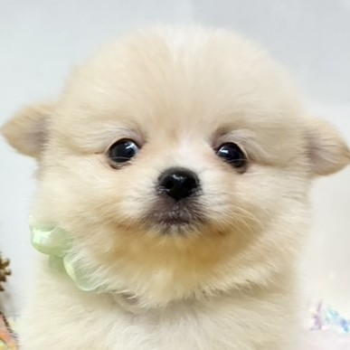 静岡県のポメチワ/チワポメ/ポメチー(ポメラニアン×チワワ) (犬の家＆猫の里プレ葉ウォーク浜北店/2025年11月2日生まれ/女の子/クリームホワイト)の子犬