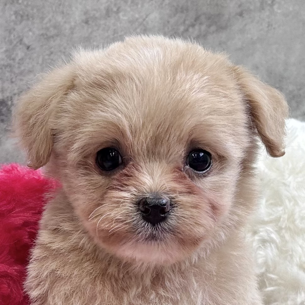 静岡県のチワプー/プーチー(チワワ×プードル) (犬の家＆猫の里藤枝店/2025年10月31日生まれ/女の子/クリームホワイト)の子犬