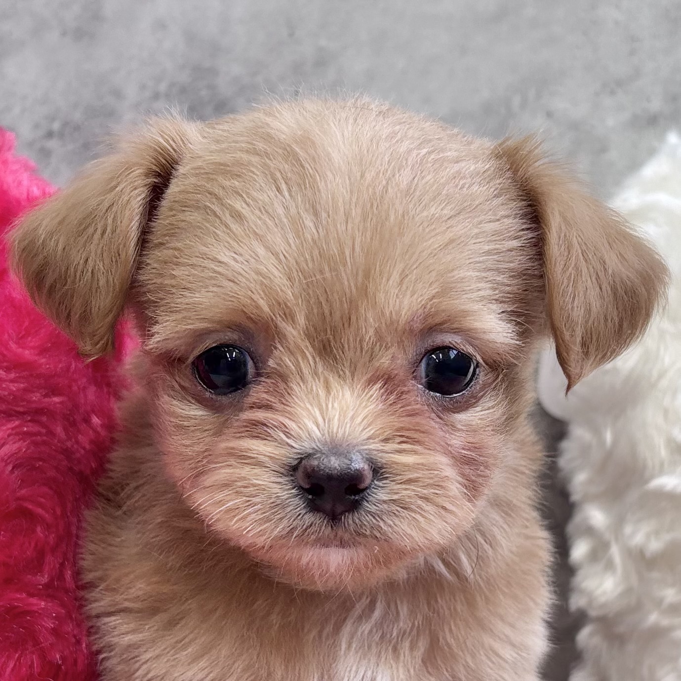 長野県のチワプー/プーチー(チワワ×プードル) (犬の家＆猫の里長野店/2025年10月31日生まれ/女の子/アプリコット)の子犬