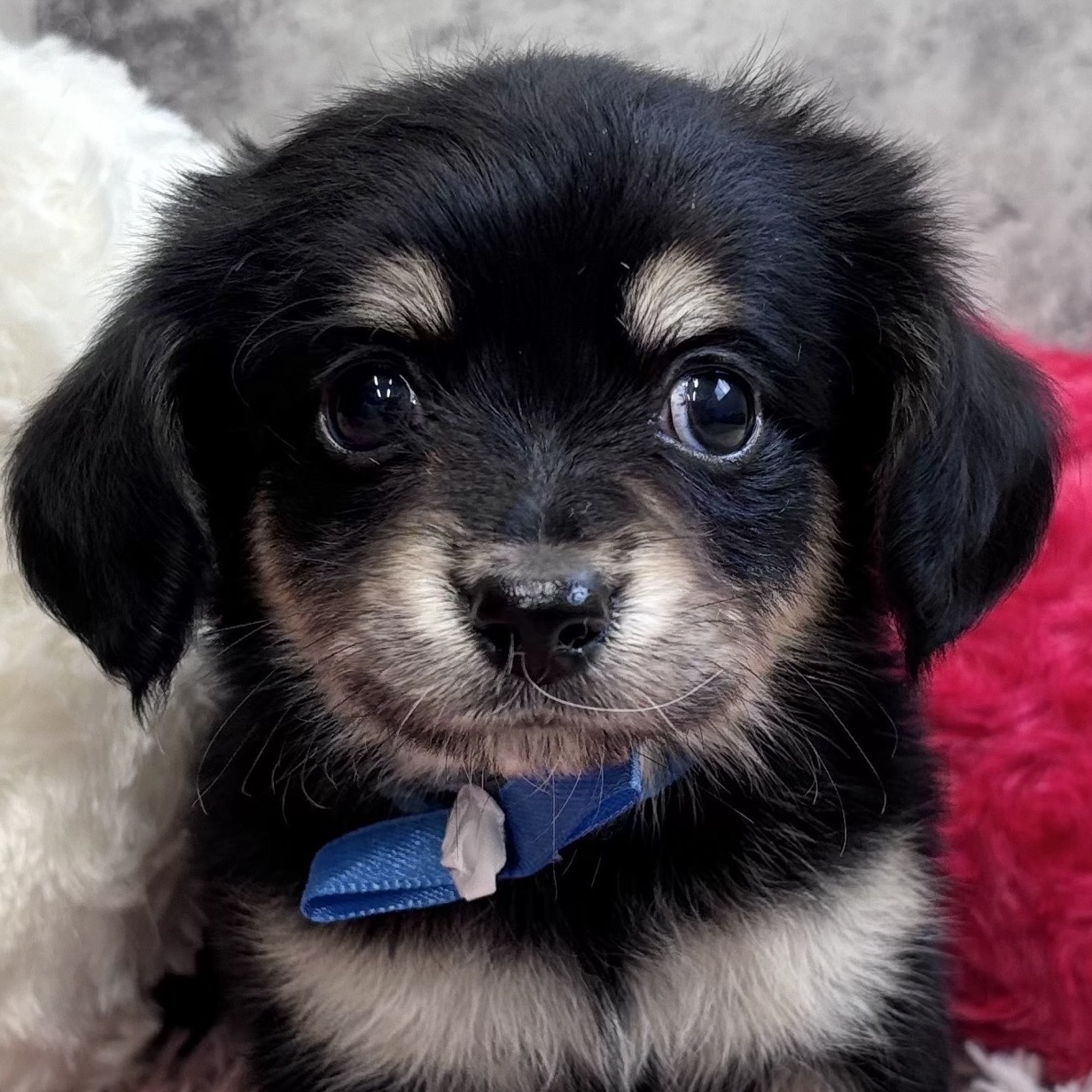 愛知県のチワックス(チワワ×ダックス) (犬の家＆猫の里春日井本店/2025年10月31日生まれ/男の子/ブラッククリーム)の子犬