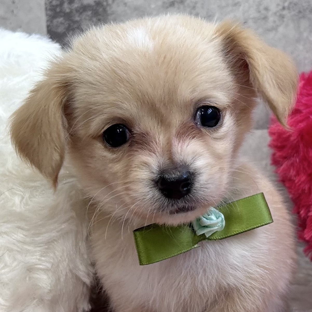 愛知県のチワックス(チワワ×ダックス) (犬の家＆猫の里春日井本店/2025年10月31日生まれ/男の子/クリームホワイト)の子犬