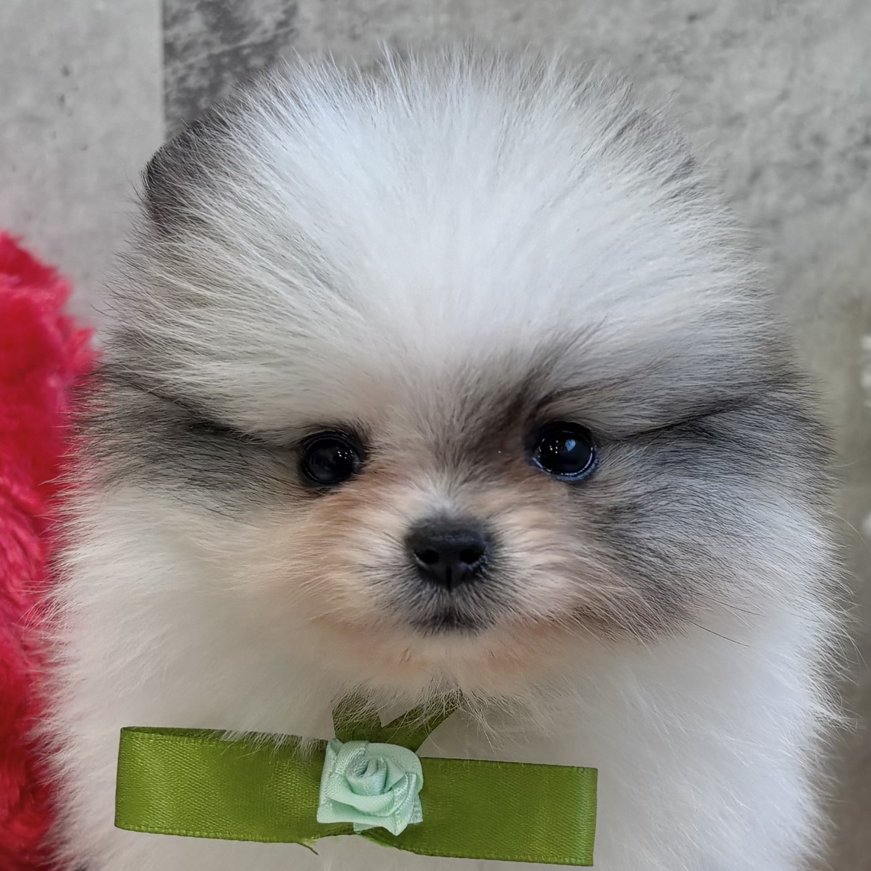 長野県のポメラニアン (犬の家＆猫の里塩尻店/2025年10月19日生まれ/女の子/パーティーカラー)の子犬の1枚目の画像