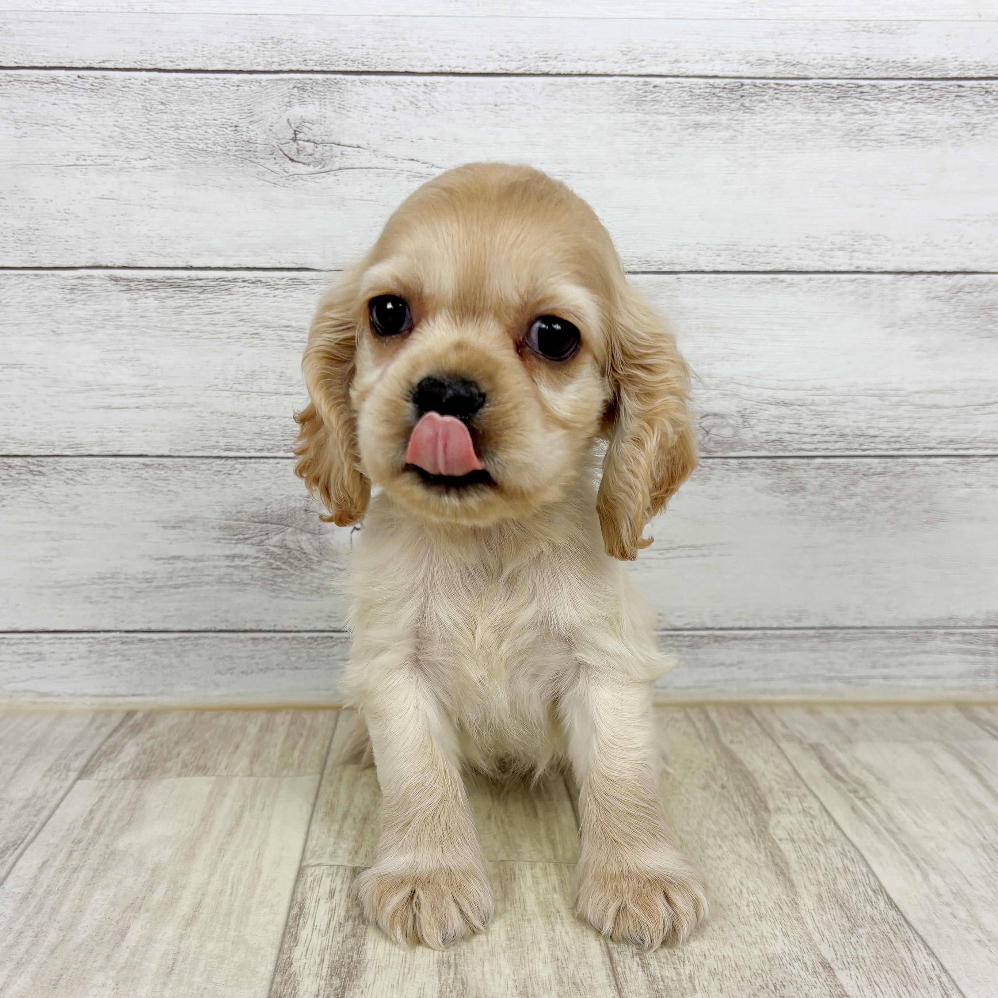 大阪府のアメリカンコッカースパニエル (犬の家＆猫の里そよら東岸和田店/2025年11月2日生まれ/男の子/バフ)の子犬