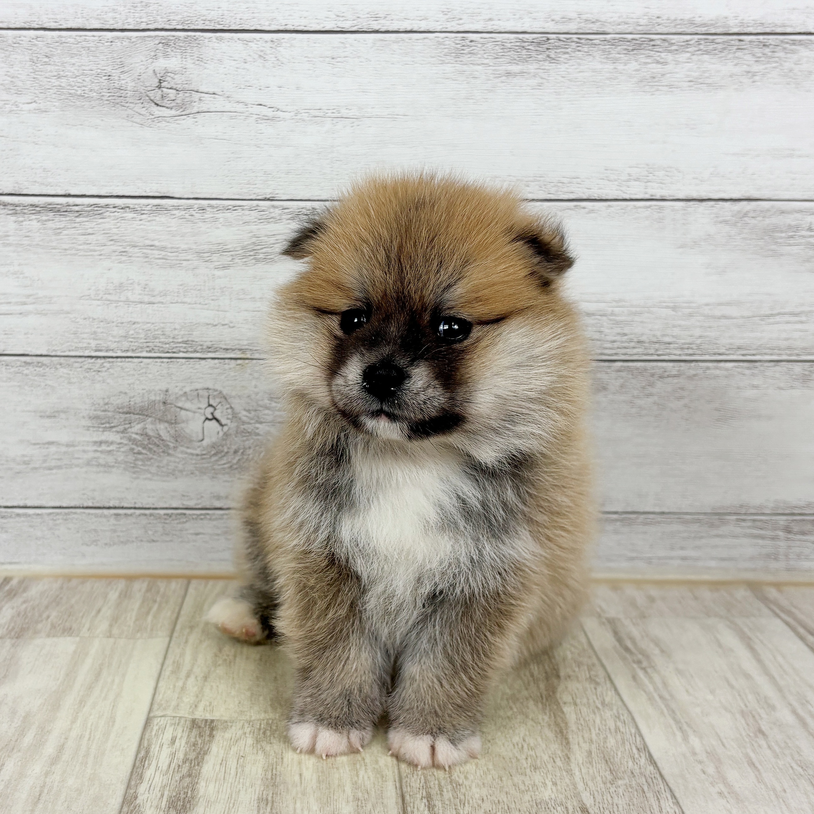 岡山県のポメ柴/豆ポメ/ポメ豆柴(ポメラニアン×柴犬) (犬の家＆猫の里倉敷店/2025年10月30日生まれ/男の子/赤)の子犬