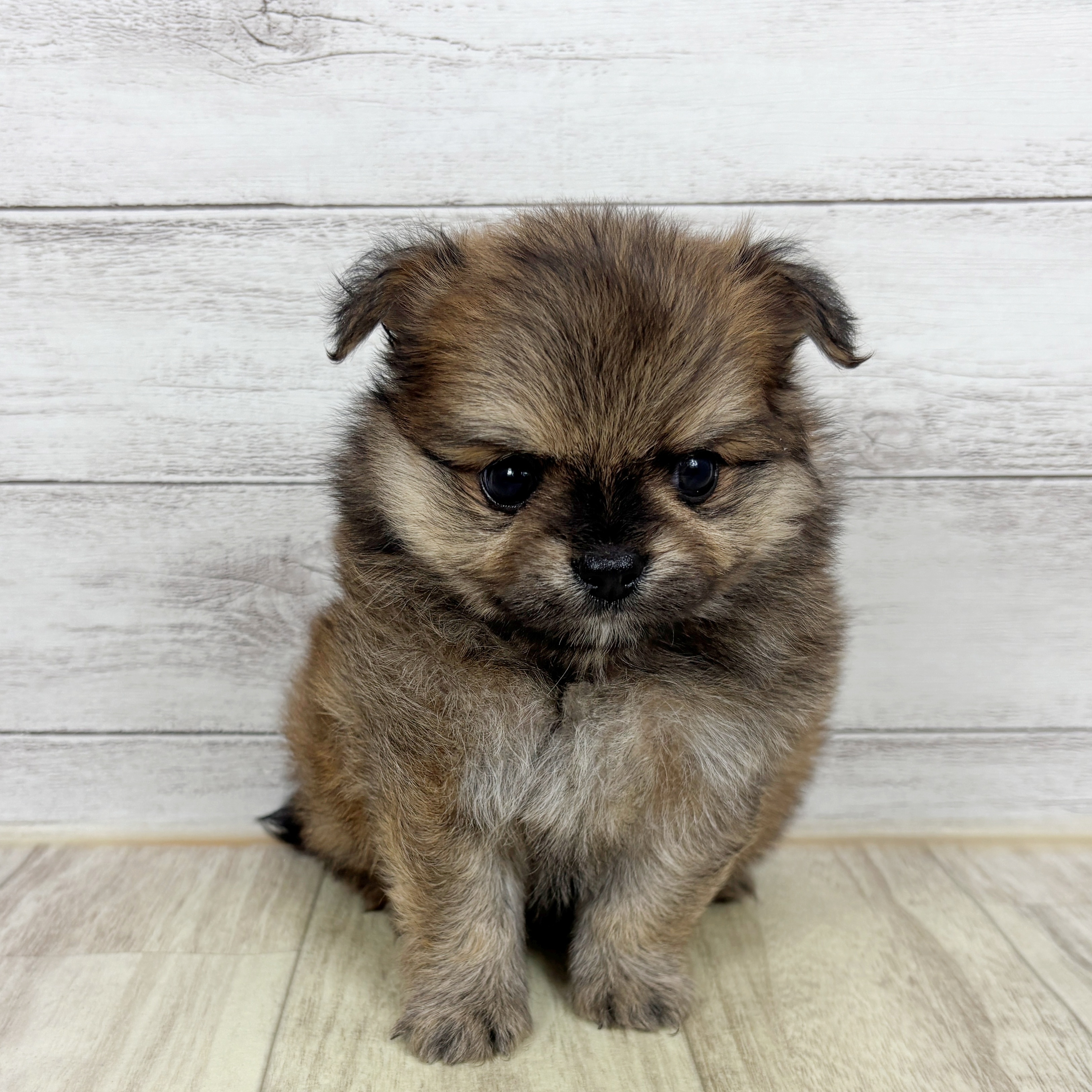 兵庫県のポメチワ/チワポメ/ポメチー(ポメラニアン×チワワ) (犬の家＆猫の里ゆめタウン姫路店/2025年10月29日生まれ/男の子/オレンジセーブル)の子犬