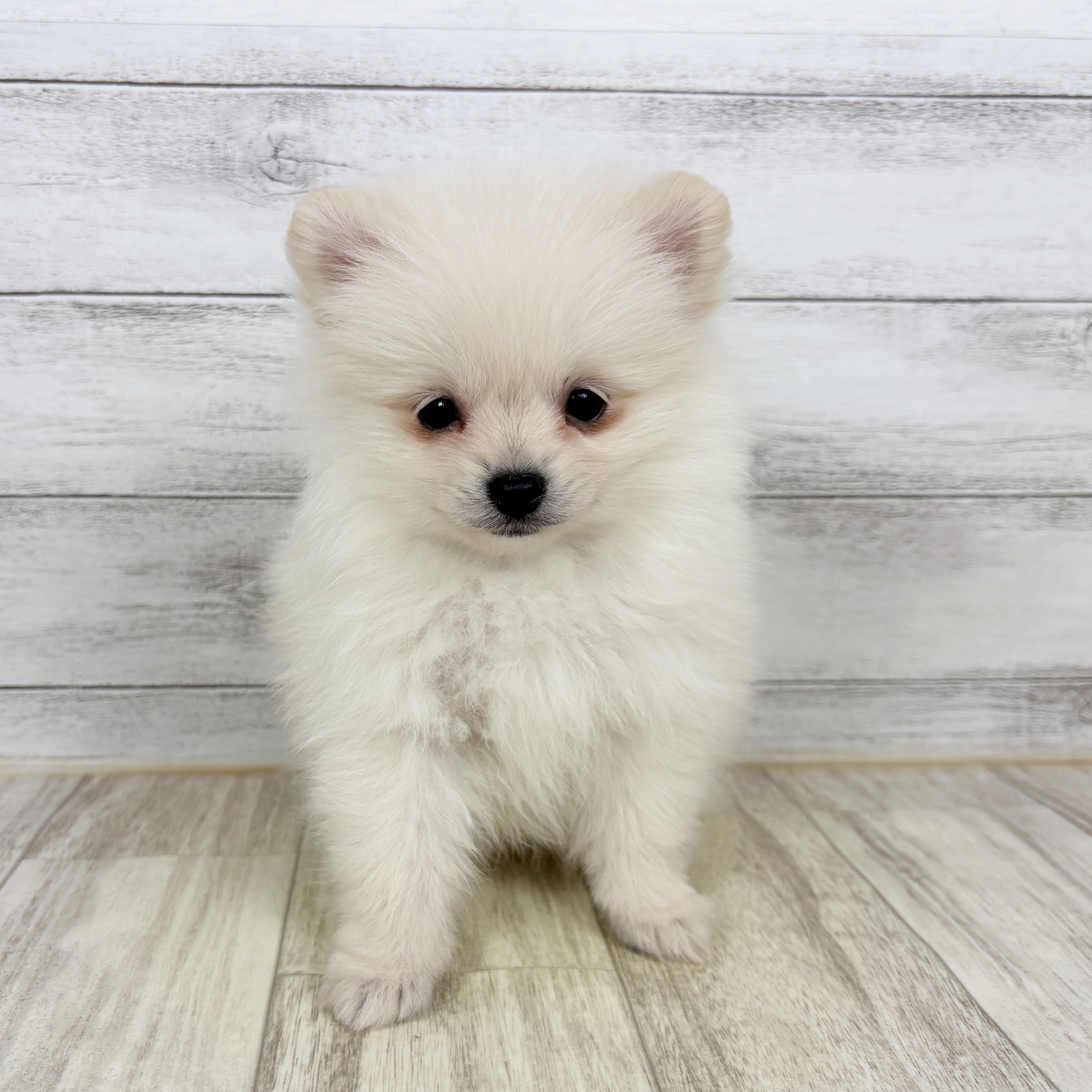 兵庫県のポメラニアン (犬の家＆猫の里川西店/2025年11月2日生まれ/女の子/クリーム)の子犬