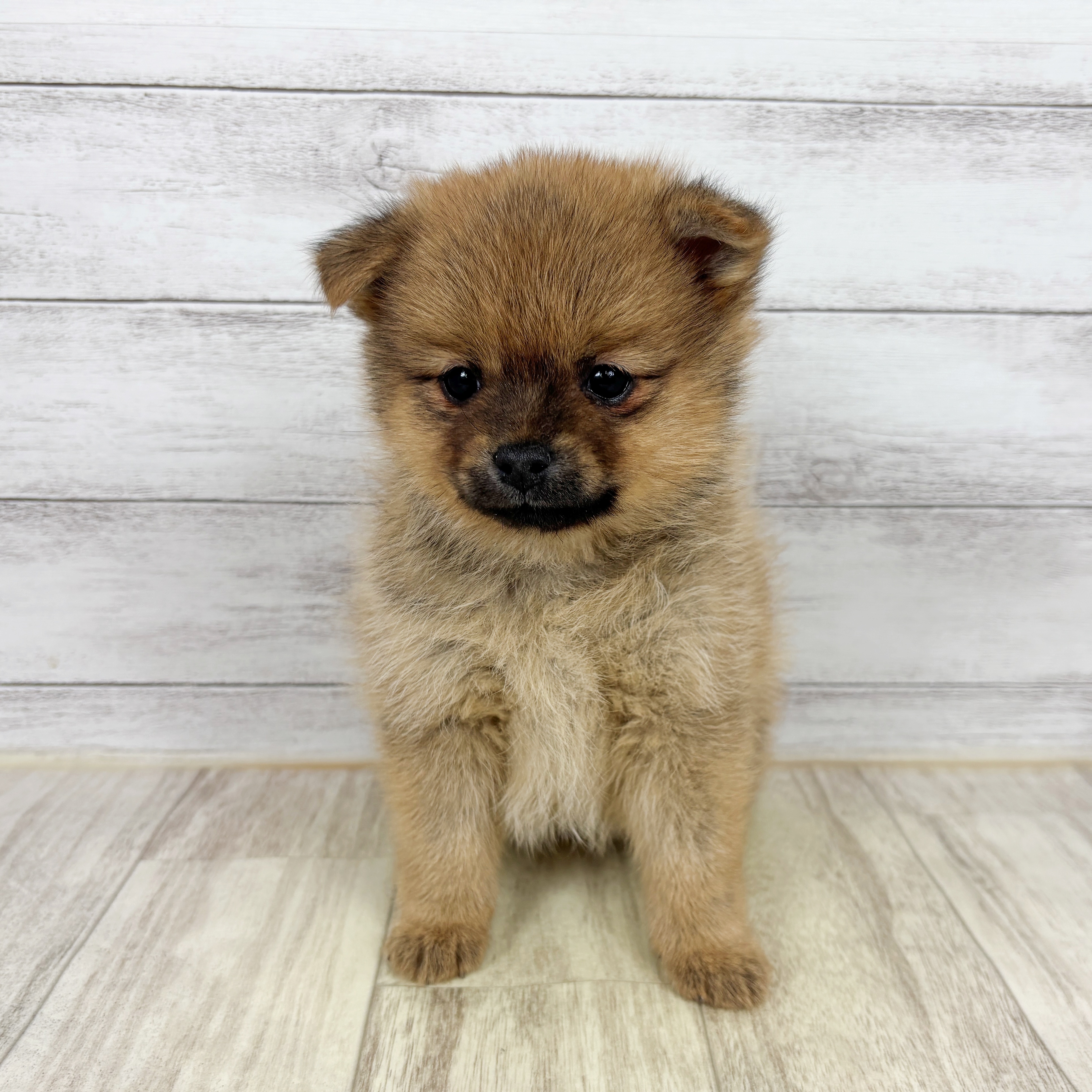 大阪府のポメ柴/豆ポメ/ポメ豆柴(ポメラニアン×柴犬) (犬の家＆猫の里そよら東岸和田店/2025年11月2日生まれ/女の子/赤)の子犬