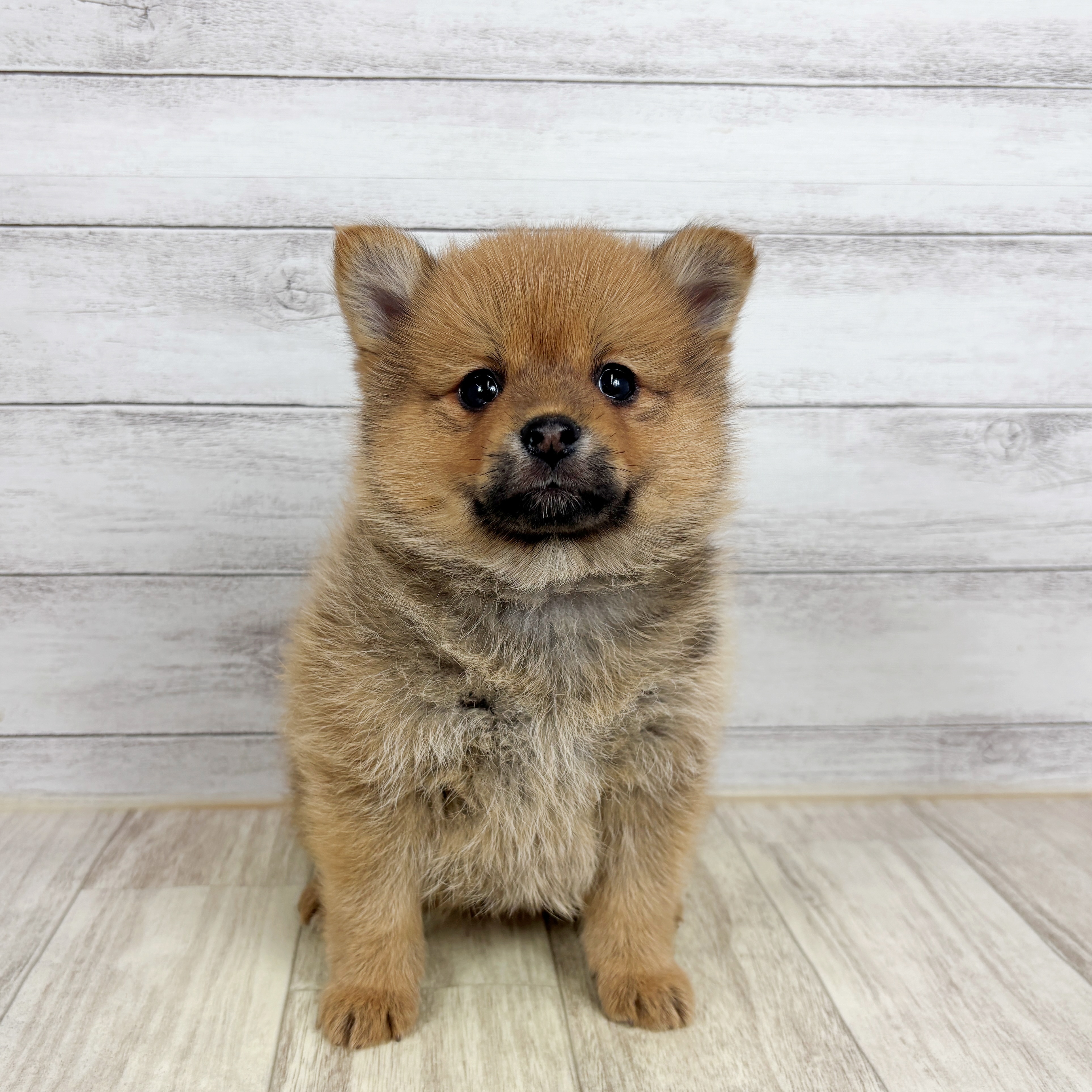 兵庫県のポメ柴/豆ポメ/ポメ豆柴(ポメラニアン×柴犬) (犬の家＆猫の里神戸店/2025年11月2日生まれ/女の子/赤)の子犬