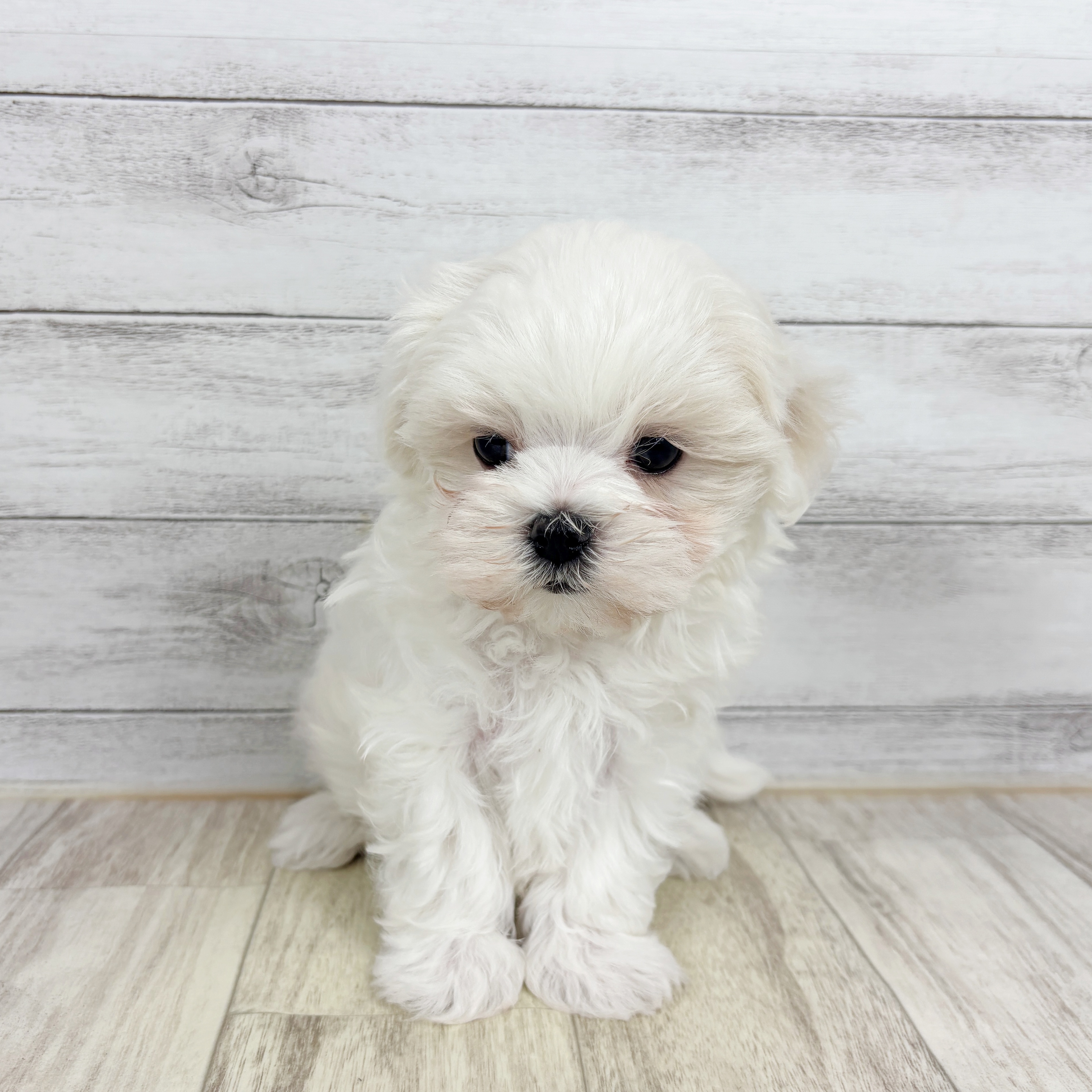 京都府のマルチーズ (犬の家＆猫の里京都精華店/2025年10月31日生まれ/男の子/ホワイト)の子犬