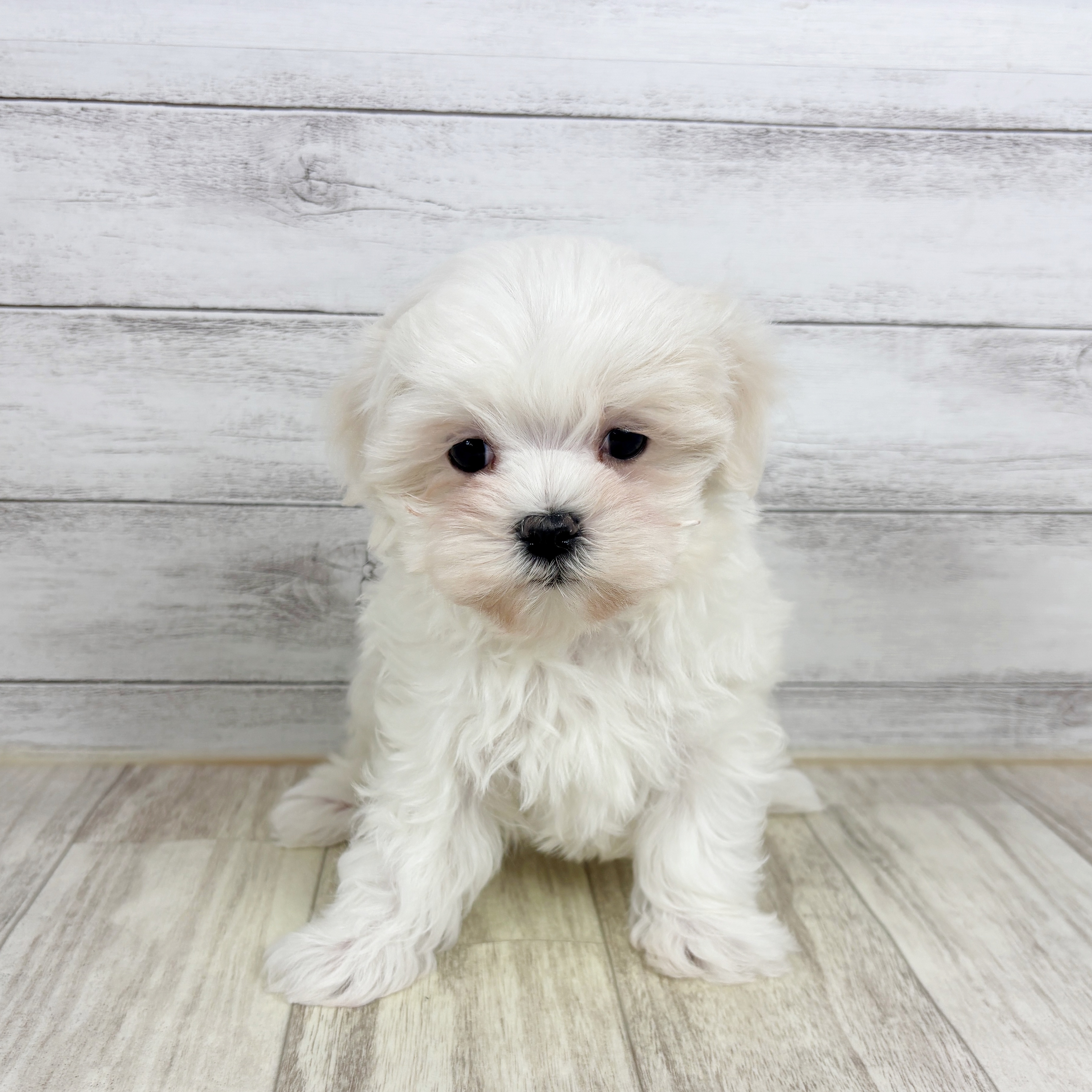 大阪府のマルチーズ (犬の家＆猫の里そよら東岸和田店/2025年10月31日生まれ/男の子/ホワイト)の子犬