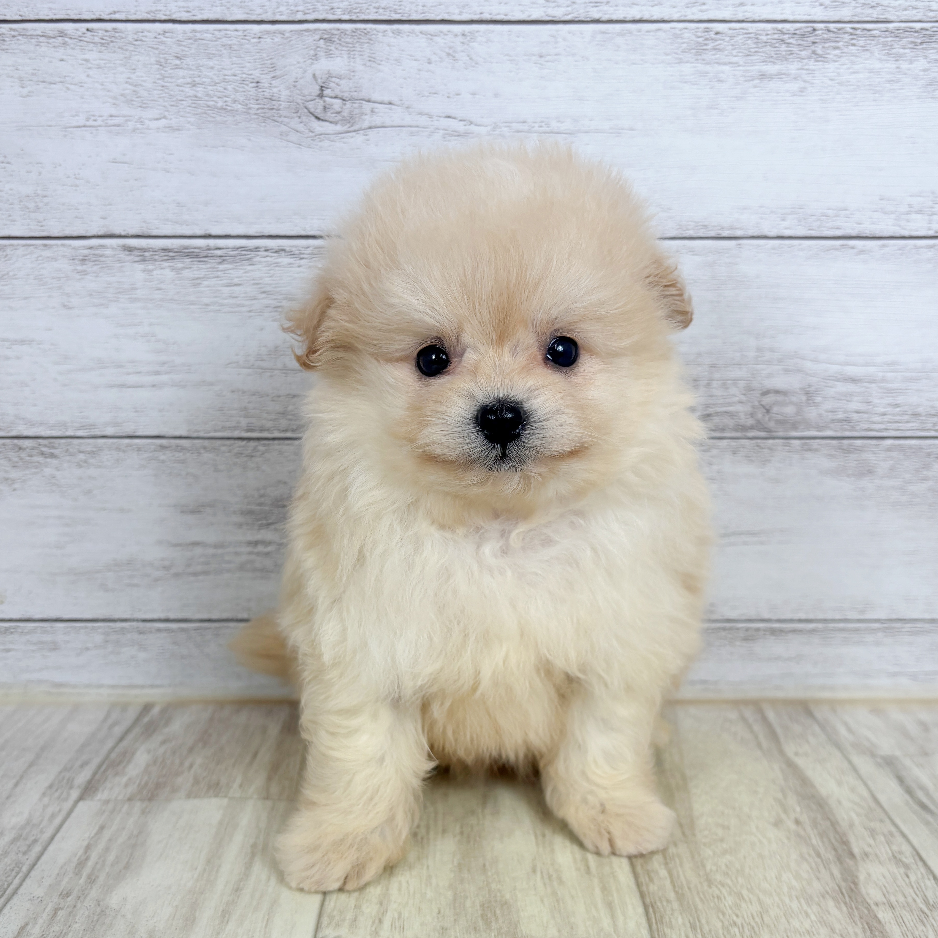 兵庫県のポメプー(ポメラニアン×プードル) (犬の家＆猫の里ゆめタウン姫路店/2025年11月1日生まれ/男の子/クリーム)の子犬