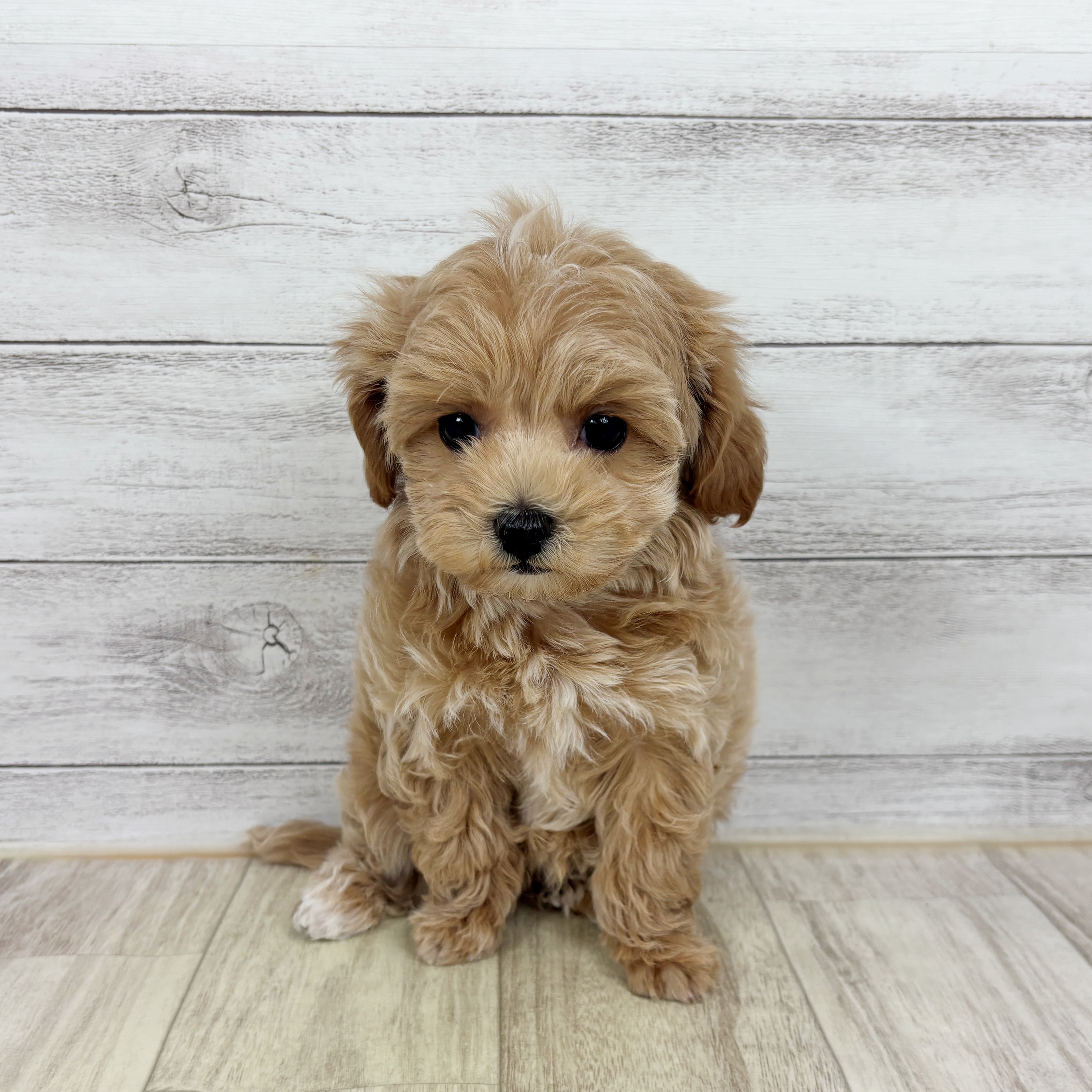 兵庫県のマルプー(マルチーズ×プードル) (犬の家＆猫の里川西店/2025年11月1日生まれ/男の子/クリーム)の子犬