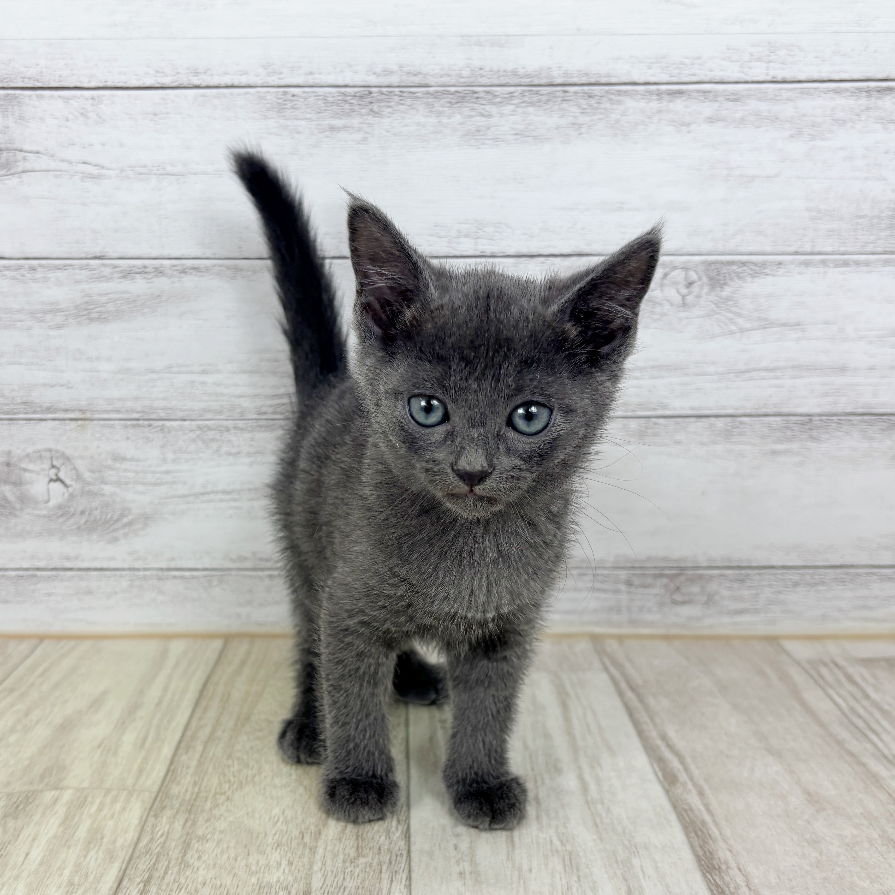 兵庫県のロシアンブルー (犬の家＆猫の里ゆめタウン姫路店/2025年11月2日生まれ/男の子/ブルー)の子猫