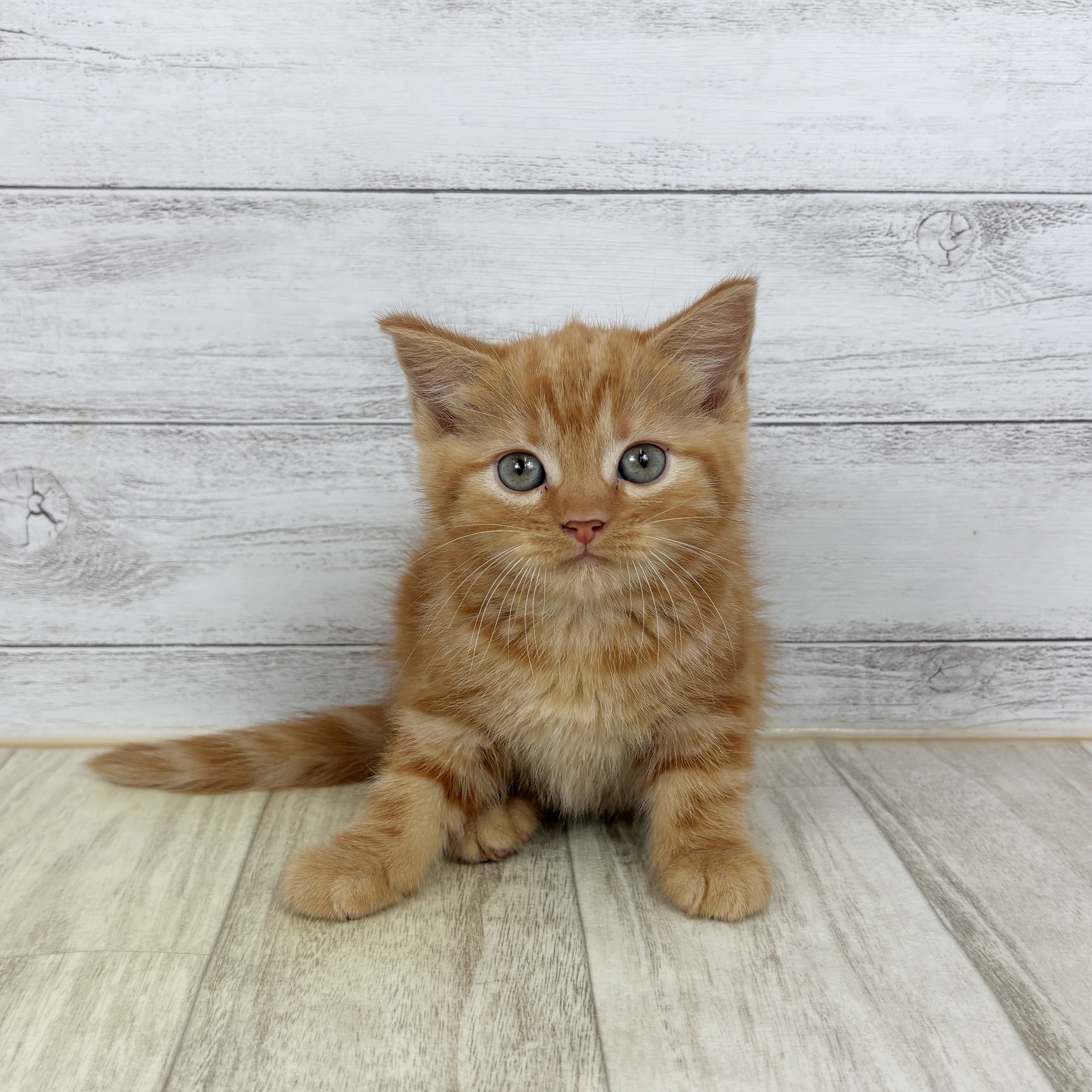 兵庫県のスコティッシュフォールド (犬の家＆猫の里川西店/2025年11月1日生まれ/女の子/レッドタビー)の子猫