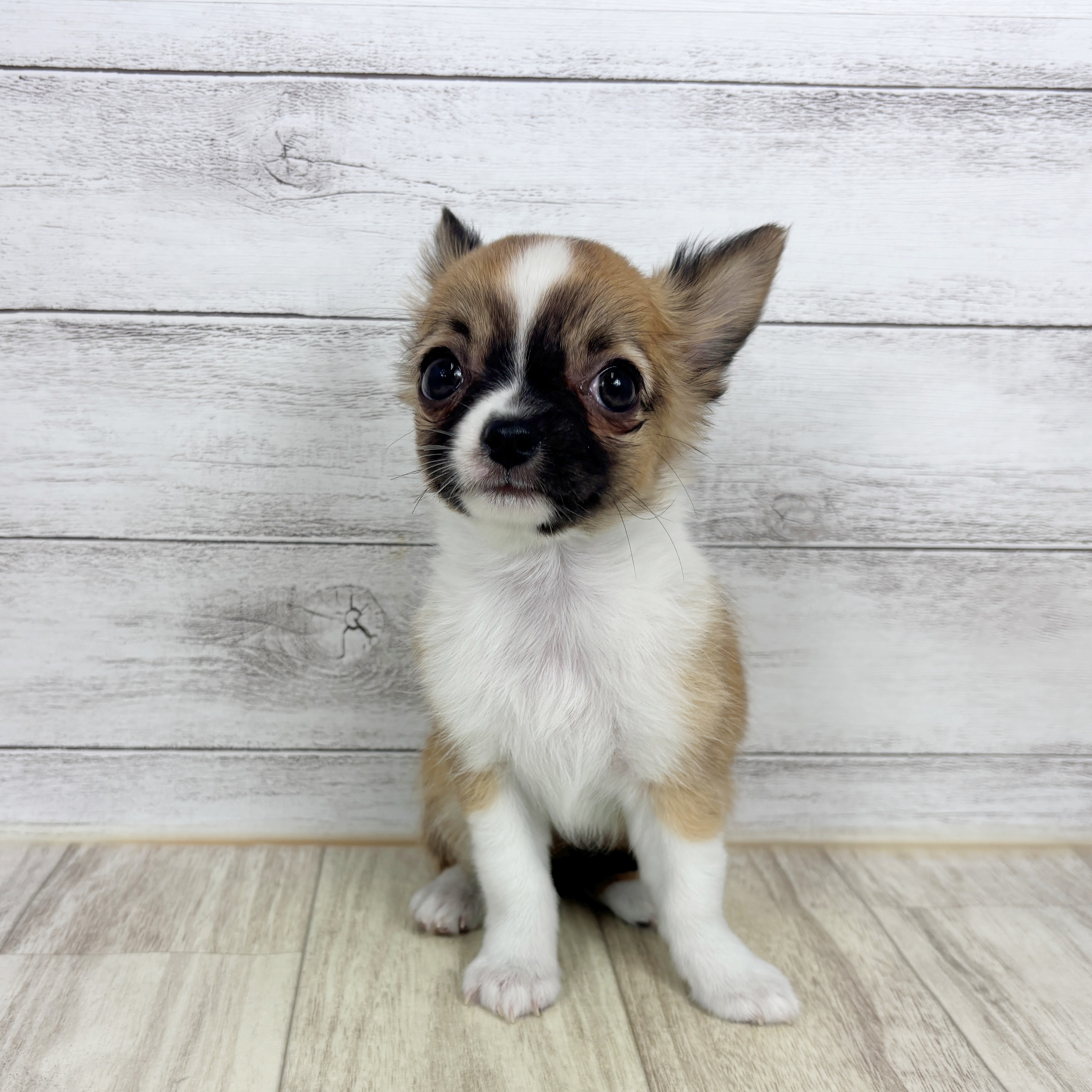 兵庫県のチワワ(ロング) (犬の家＆猫の里川西店/2025年10月28日生まれ/女の子/レッドセーブルホワイト)の子犬